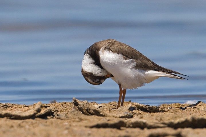 Sandregenpfeifer Charadrius hiaticula Great Ringed Plover